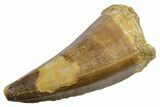 Fossil Mosasaur (Mosasaurus) Tooth - Morocco #353198-1